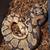 Ball Python Collection 14 thumbnail