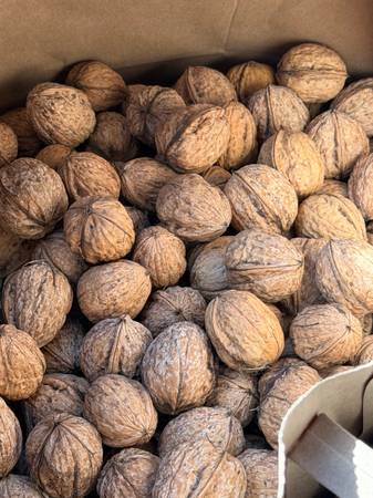 🌰 Fresh Local English Walnuts for Sale! 🌰 1