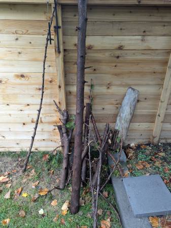 Cedar wood - short logs 1