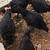 YOUNG CHICKENS 1 thumbnail