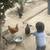 Gallinas 3 thumbnail