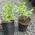 Common Sage plants - thick base 2 thumbnail