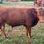 Reg Beefmaster Bulls 2 thumbnail
