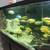 Aquarium fishes/ African cichlids 6 thumbnail