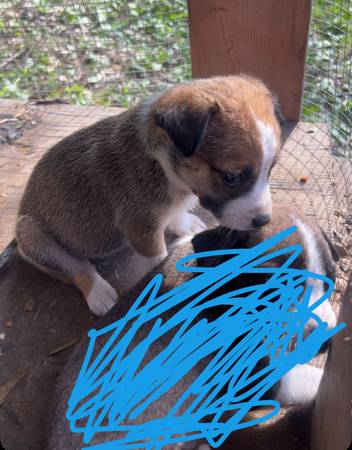 Update. 1 girl pups left 1
