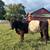 Belted Galloway Cattle for Sale 1 thumbnail