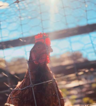 Chicks ( Americanas) 1