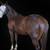 GUNNER,QUARTER, HORSE, STUD,COLT,SPLASH 3 thumbnail