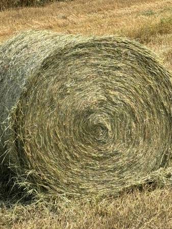 2026 Horse Hay Delivered 1