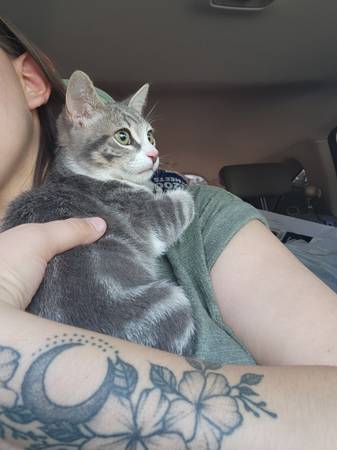 Male kitten (Oakhurst)63660466939011121