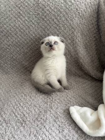 Scottish fold/straight kittens (Buckley)63697490415747123