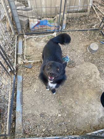 Rehoming dog (Efland)64145656933635120