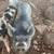 pigs 4 thumbnail