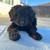 Hazel (labradoodle) 3 thumbnail