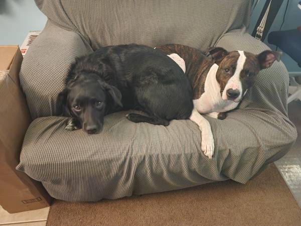 Two dogs (Indianapolis)