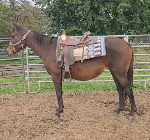 Grade Mare 1