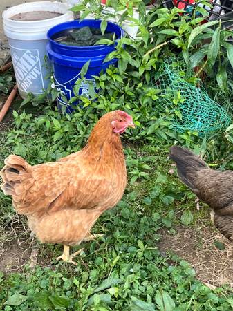 Laying chickens and roosters (Mountain City)63673405951363122