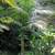 Peach Creek King Palms ///// ARCHONTOPHOENIX tuckeri 2 thumbnail