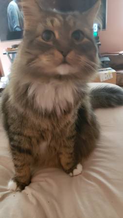 Macho principal coon castrado (MONTAGUE)63910107184514122