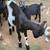 Boer Cross Wethers / Nubian cross Doe 4 thumbnail