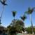 (Gonzalez Bros Tree Services ), Palm and, Trees Trimming Tree services 24 thumbnail