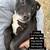 dogs looking for good homes 15 thumbnail
