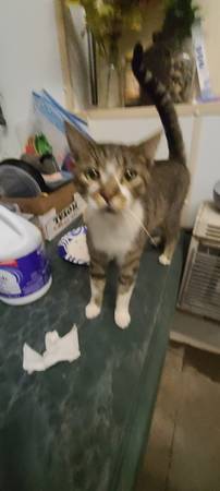 Fix male cat (Nicholson)64579665898627121