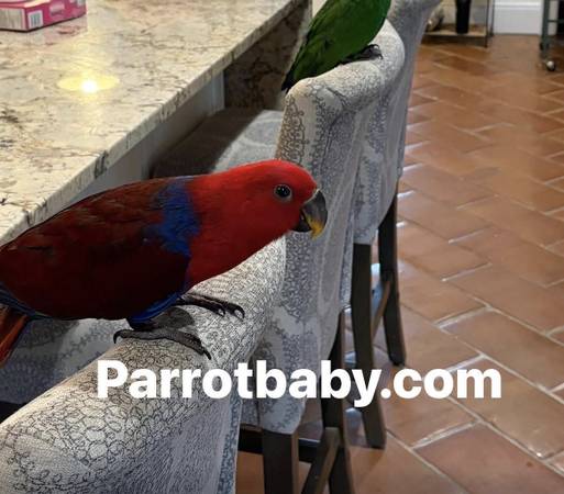 Meet Ruby ❤️ Gorgeous Female Eclectus Parrot 1