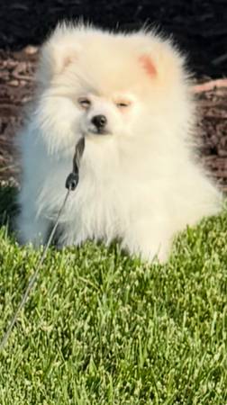Pomeranian dog crate stroller 1