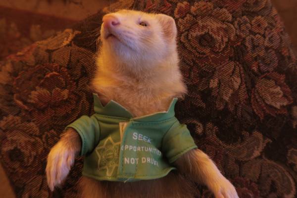 Ferret Rehome (Bisbee)63963107861506120