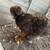 Silkies 4 thumbnail