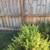 Free lemon balm & Chives 1 thumbnail