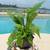 Peruvian Apple  & Monstrose Cactus,  Edible Cactus, Dragon Fruit 18 thumbnail
