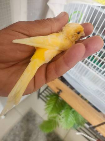 Canaries 1