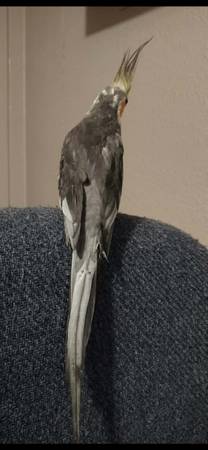 Bird 1