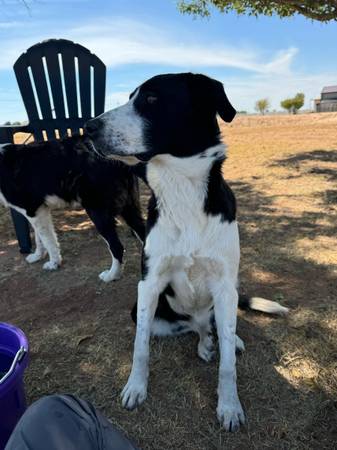 Dogs found (Midland)64144101031425122