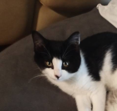 Tuxedo Female Kitten63857444488193120