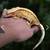 Crested geckos 4 thumbnail