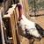 Turkeys 2 thumbnail