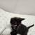 Kittens 16 thumbnail