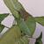 Rare Live Exotic Houseplant Syngonium Pink Spot Confetti 3 thumbnail