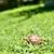 🐢 Sulcata tortoise hatchlings 🐢 2 thumbnail