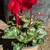 Cyclamen 3 thumbnail