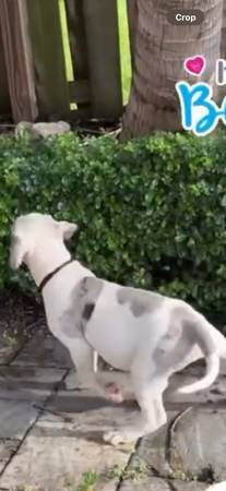 BULLY AMERICANO XL GRATIS BULLIE (Miami Gardens)63685532896513124
