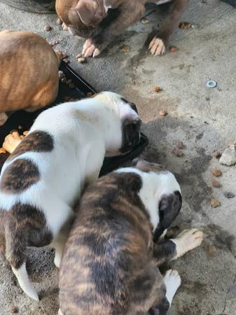 MIXED PUPS BOXER MASTIFF63903228076930120