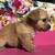 Chweenie pups 4 thumbnail