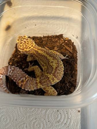 Leopard gecko63682104503937120