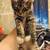 Kitten 1 thumbnail