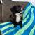 Rehoming puppy 5 thumbnail