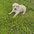 Golden Retriever pups 6 thumbnail